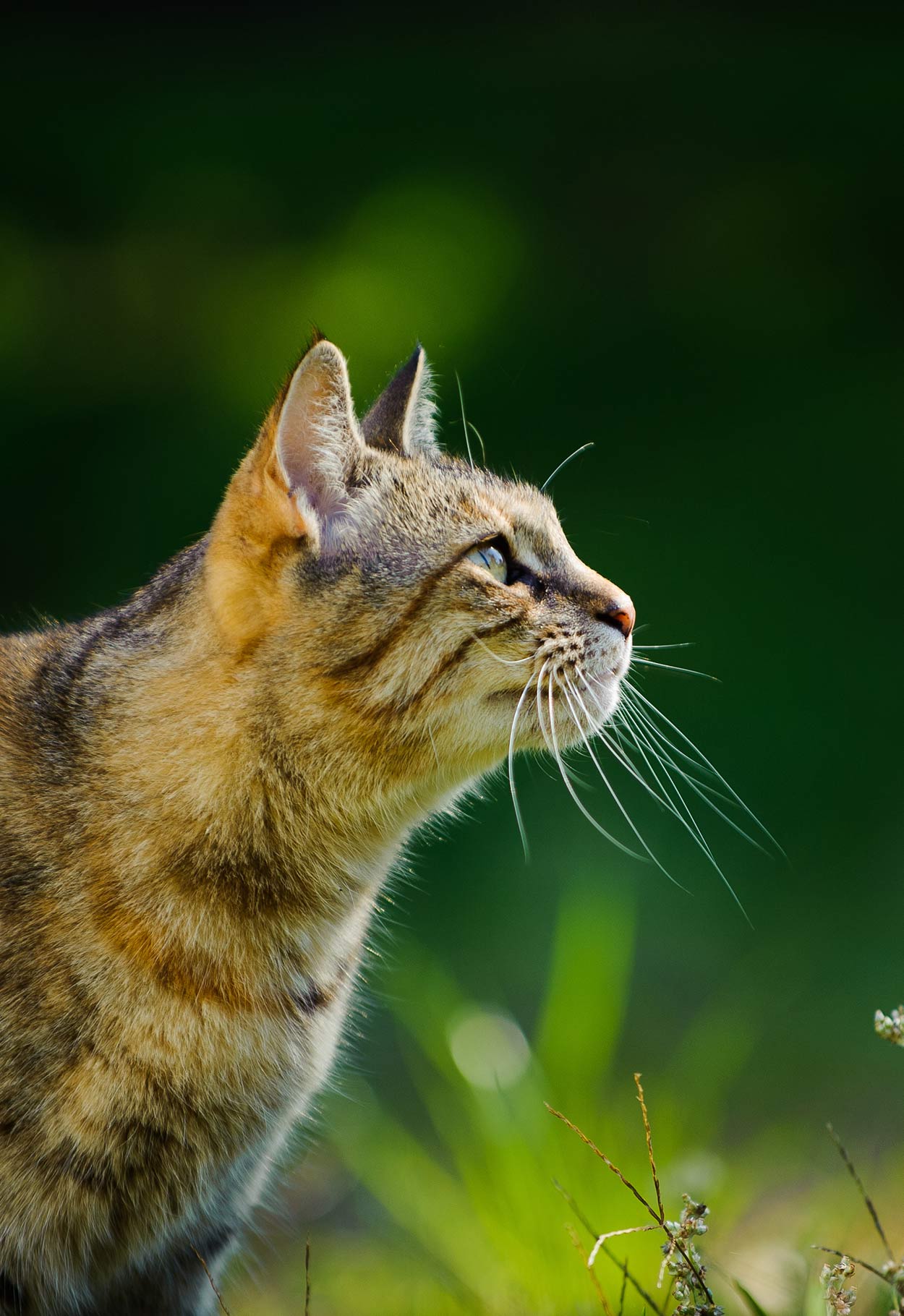 probiotics for cats