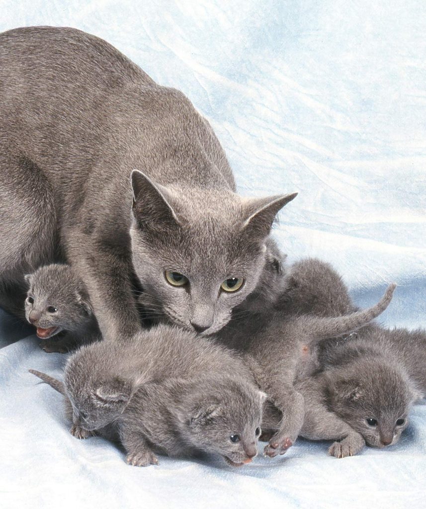 russian blue kittens