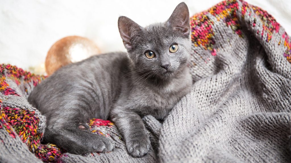 russian blue kittens