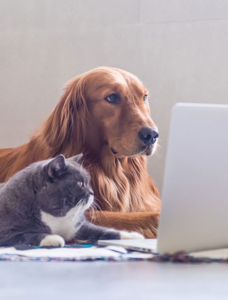 Videos For Cat To Watch And What They Actually See