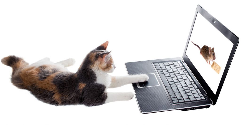 Videos For Cat To Watch And What They Actually See