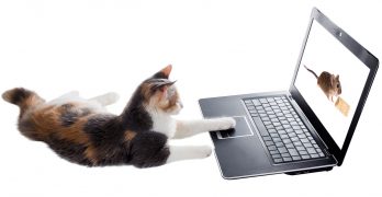 Videos For Cats To Watch – The Finest Online Viewing, And What They Actually See