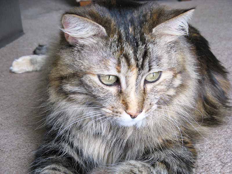 chimera cat