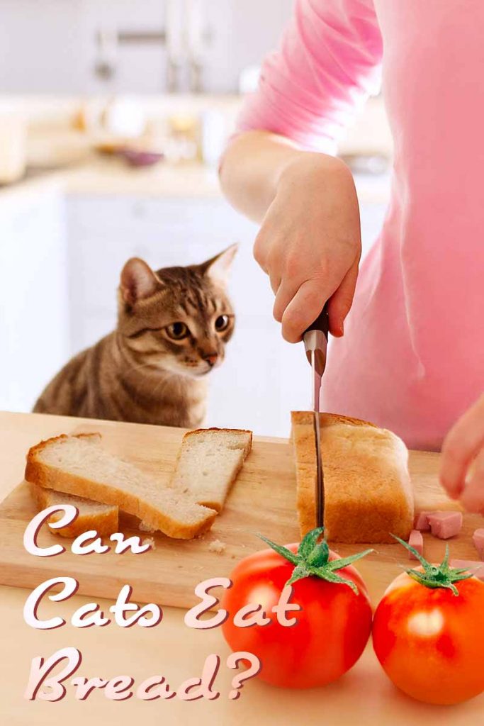 Can Cats Eat Bread? A Complete Guide to Cats and Bread