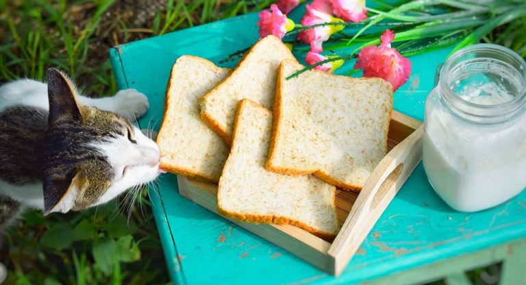 can cats eat bread