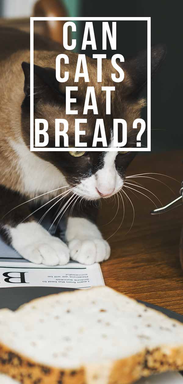 can cats eat bread