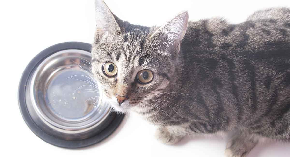 best food for older cats to gain weight