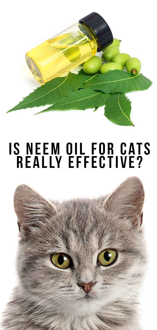 Is Neem Oil For Cats Really Effective?