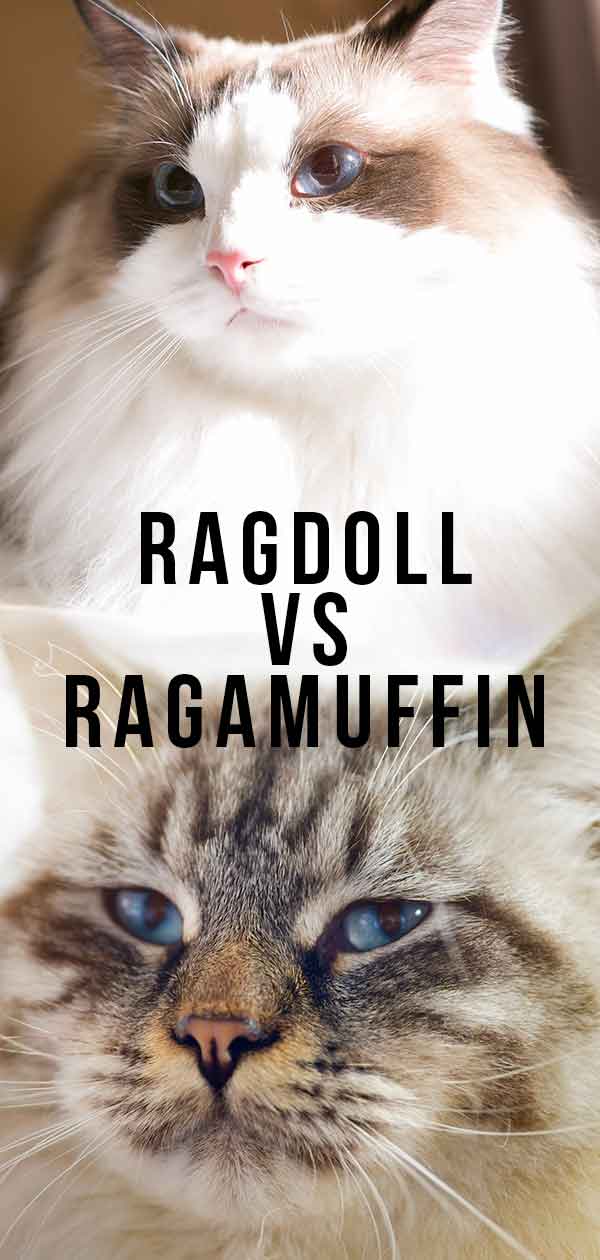 Ragdoll vs Ragamuffin – How To Spot The Differences!