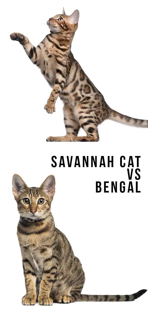 Savannah Cat vs Bengal