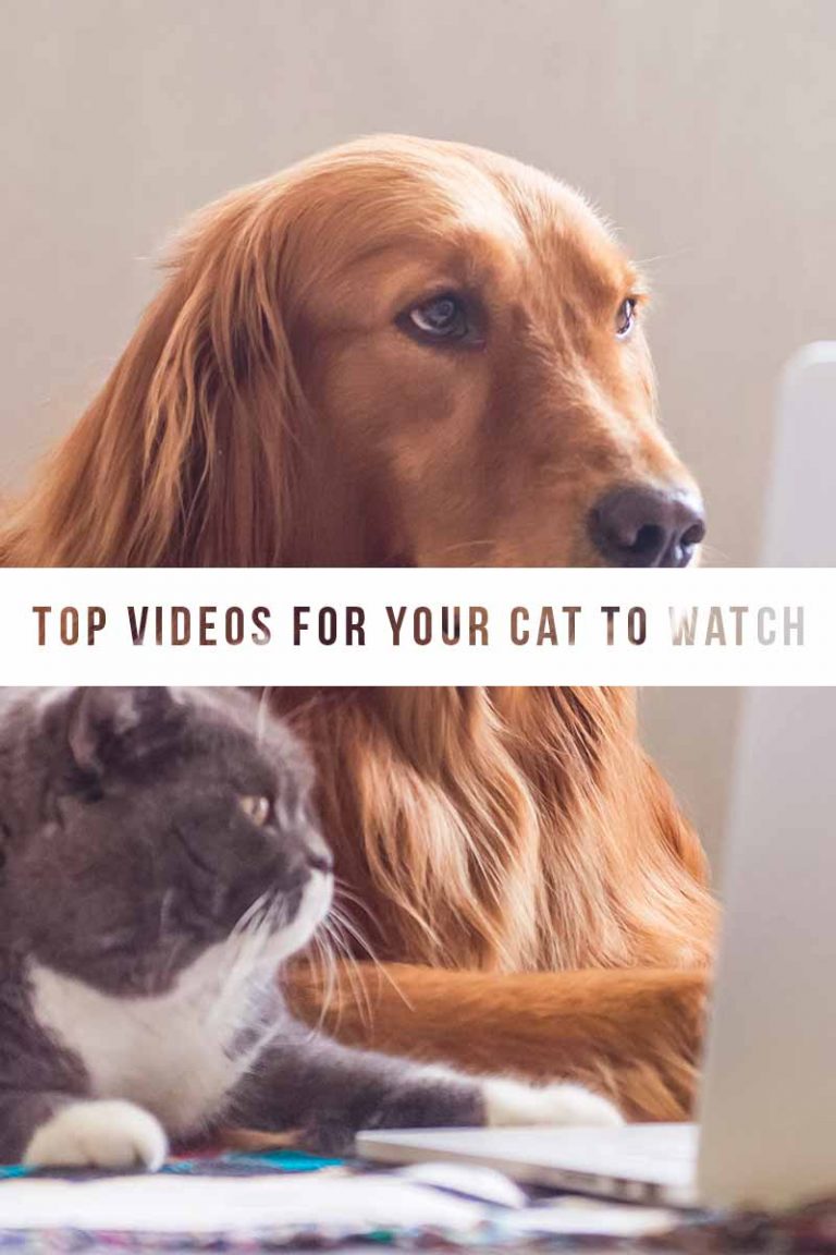 Videos For Cat To Watch And What They Actually See