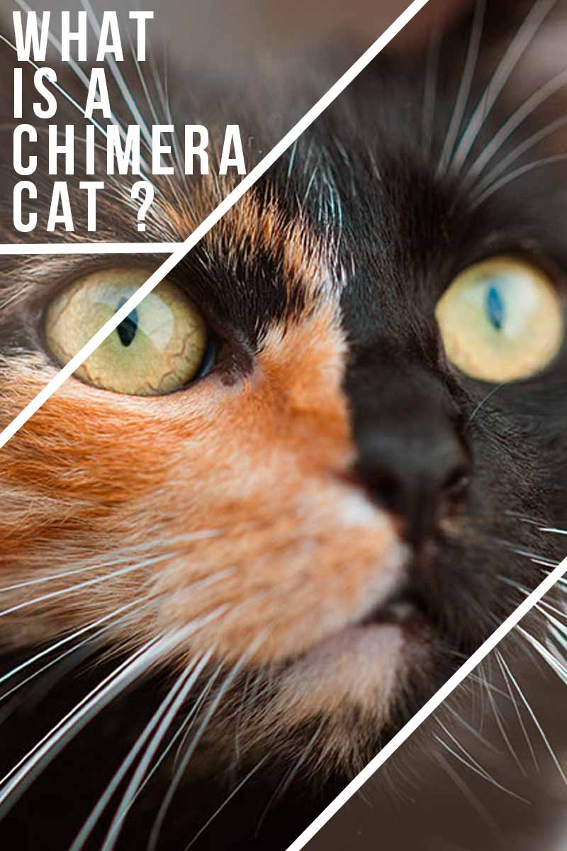 What is a Chimera Cat? - Fun facts about cats. 