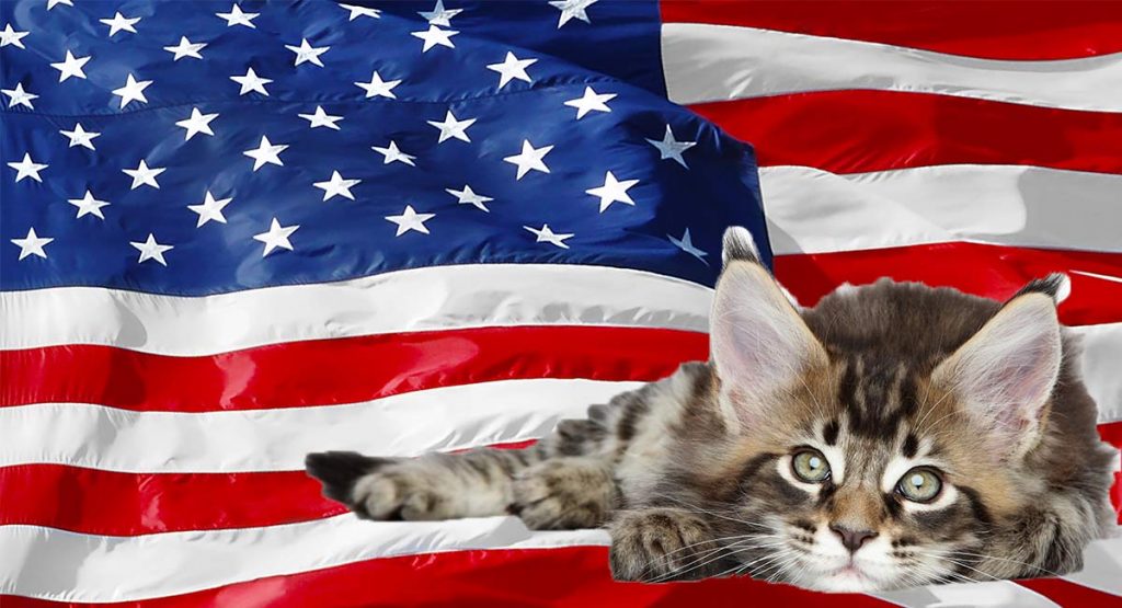 American Cat Breeds