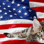 american cat breeds