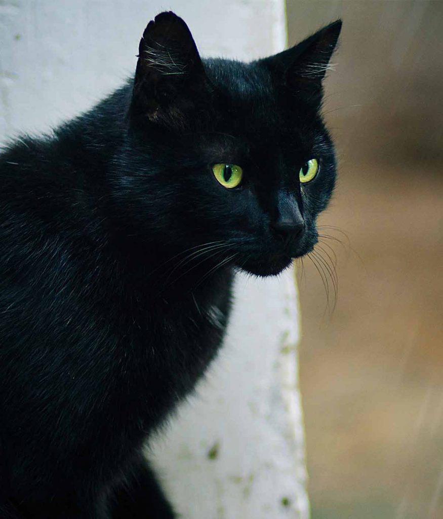 Low-shedding bombay cats