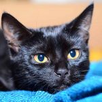 Are Bombay cats hypoallergenic?
