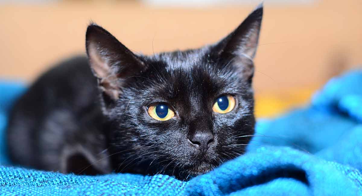 these 5 cat breeds that don't shed are cat-astrophically cute