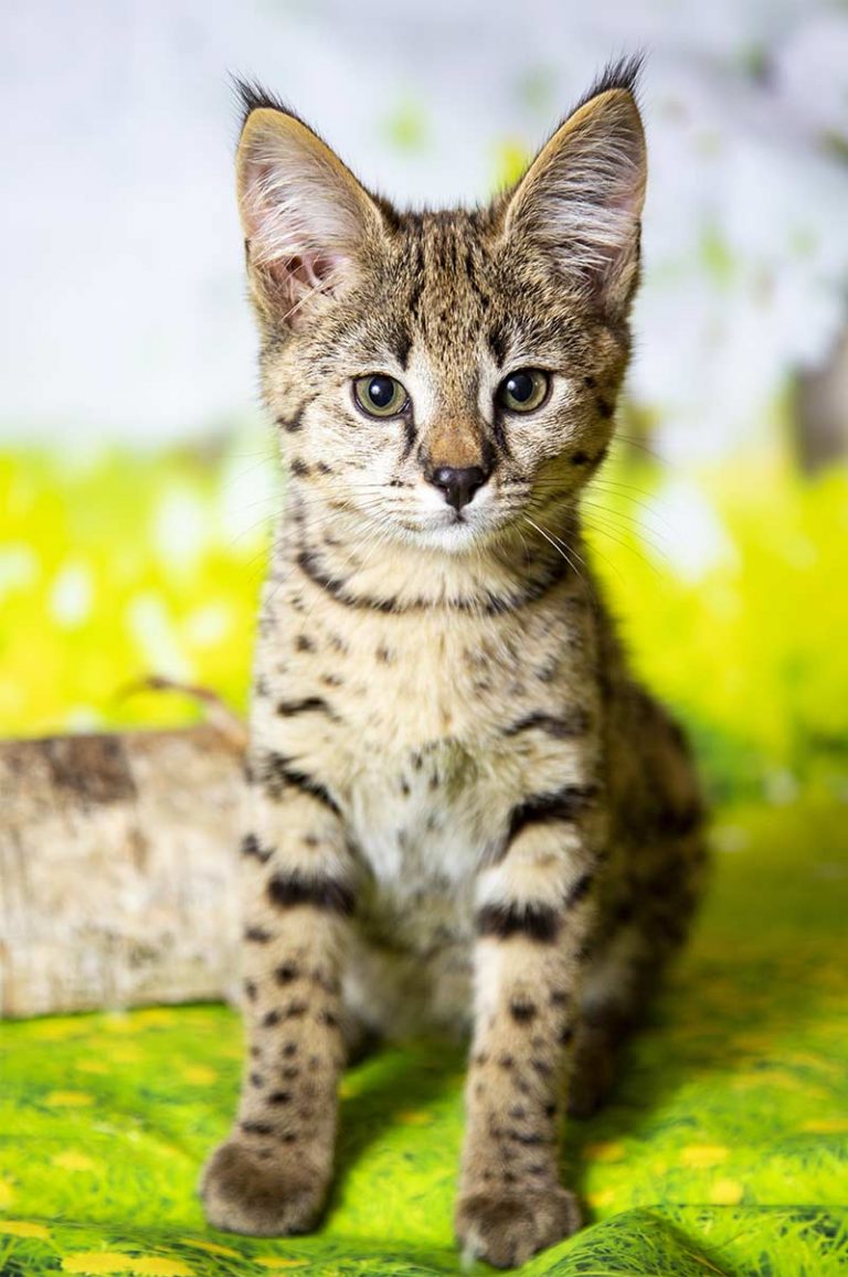 Are Savannah Cats Good Pets? We Help You Decide