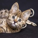 are savannah cats good pets