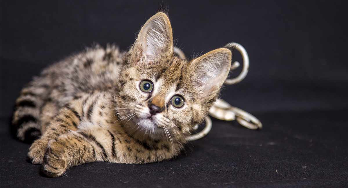 savannah cat kittens