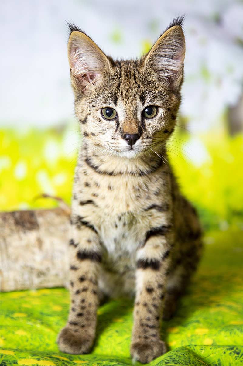 Are Savannah Cats Good Pets We Help You Decide