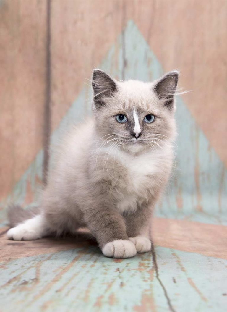 Best Brush For Ragdoll Cats Top Tools For Glossy Coats