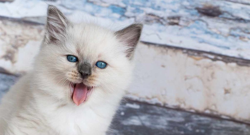 Best Brush For Ragdoll Cats Top Tools For Glossy Coats