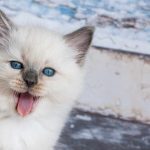 best brush for ragdoll cats