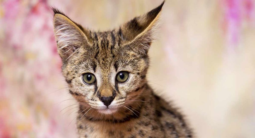 Best Litter Boxes For Savannah Cats 14 Spacious Solutions