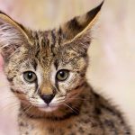 best litter boxes for savannah cats