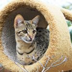 best savannah cat toys