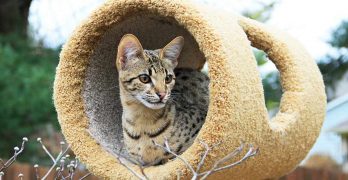 Best Toys For Savannah Cats