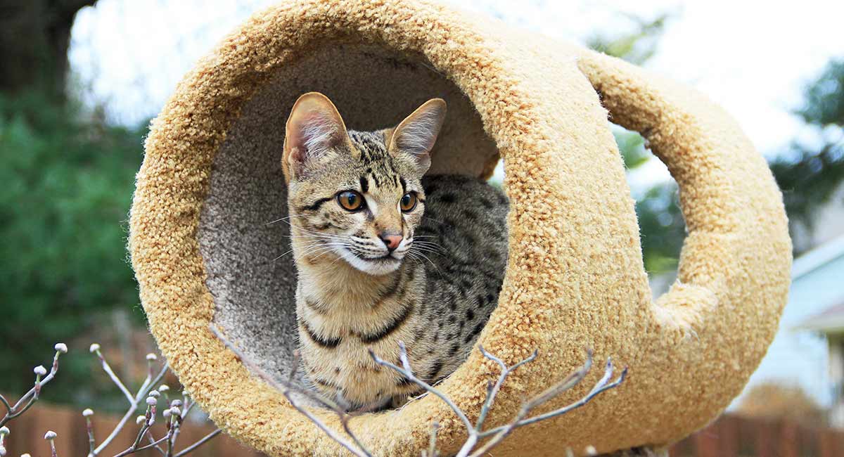 best toys for savannah cats