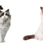birman vs ragdoll