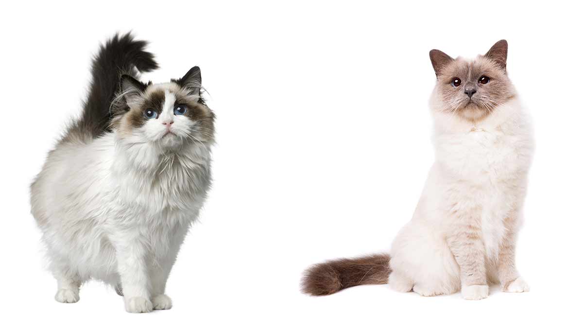 birman mix kittens