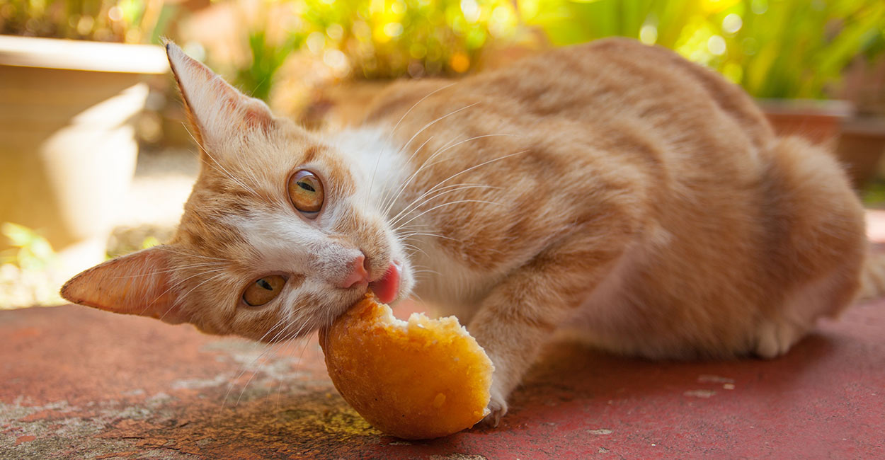 Can Cats Eat Bread? A Complete Guide to Cats and Bread