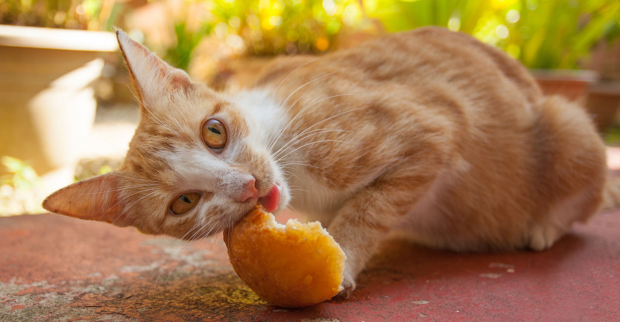 Can Cats Eat Bread Crust Cat Meme Stock Pictures And Photos
