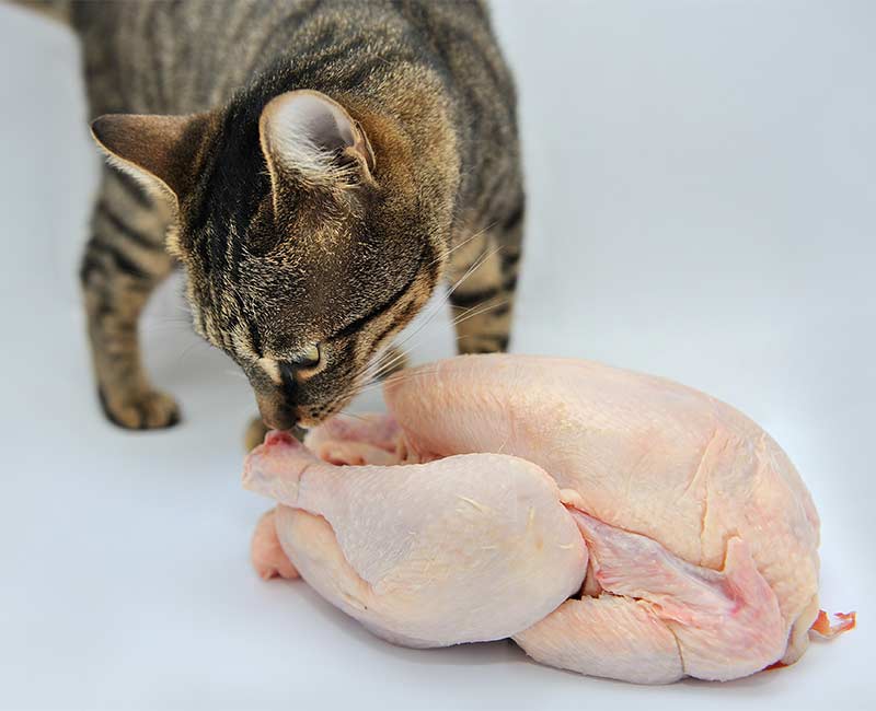 Can Cats Eat Raw Chicken Is It Safe And Can It Do Them Good 