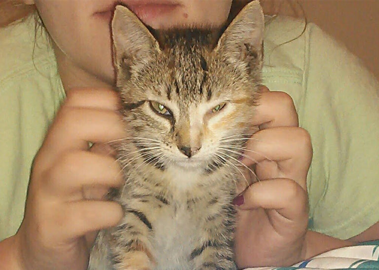 chimera cat chimera cat