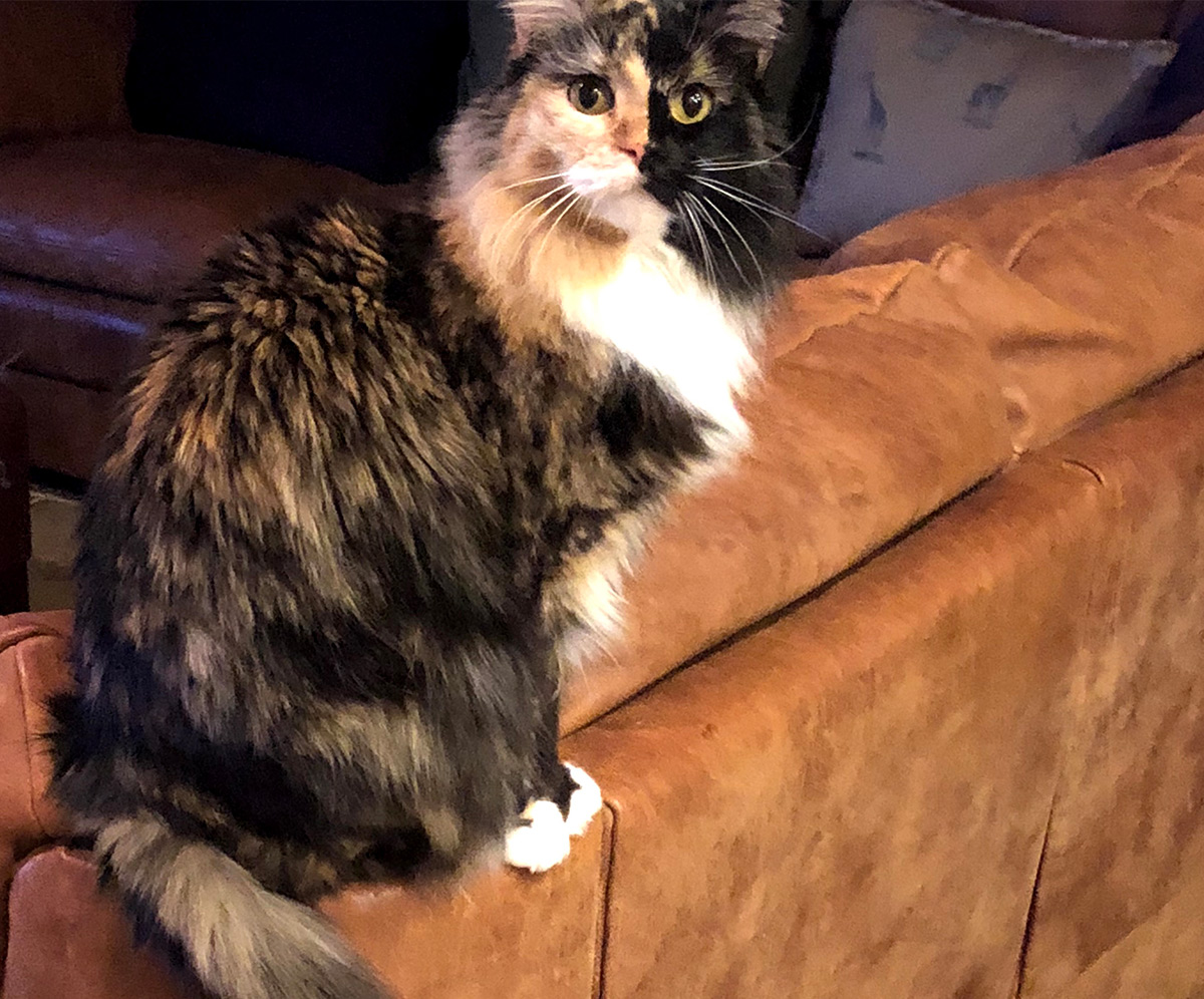 chimera cat