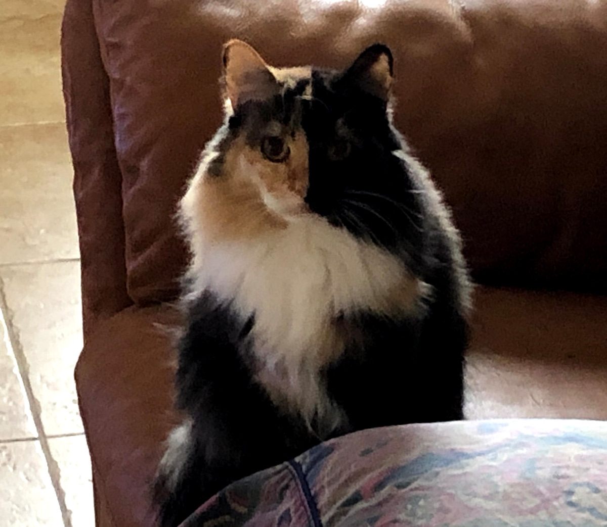 chimera cat