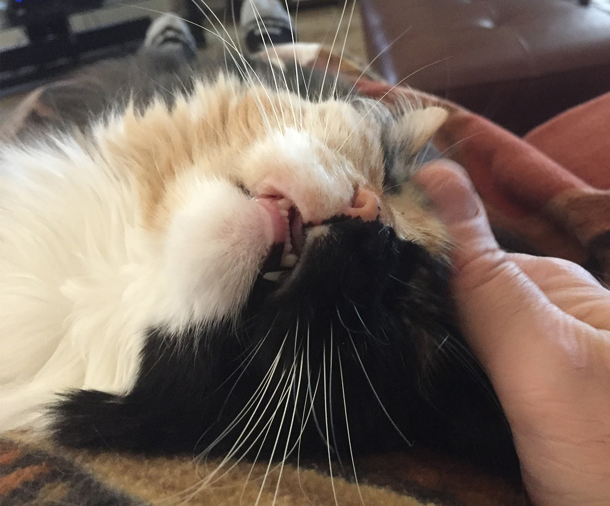 chimera cat