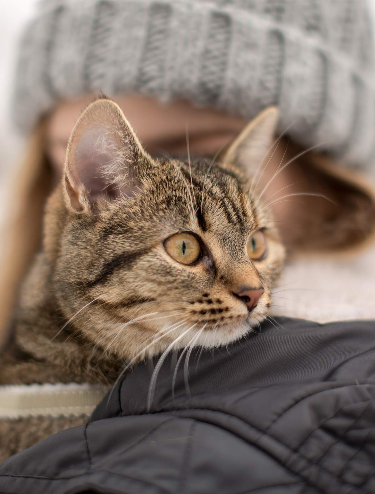 Do Cats Recognize Their Owners How Do Cats See Humans 