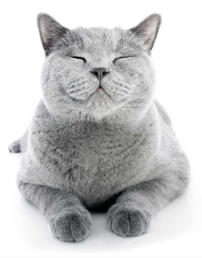 Do Cats Smile?And How To Spot A Happy Cat!