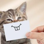 do cats smile