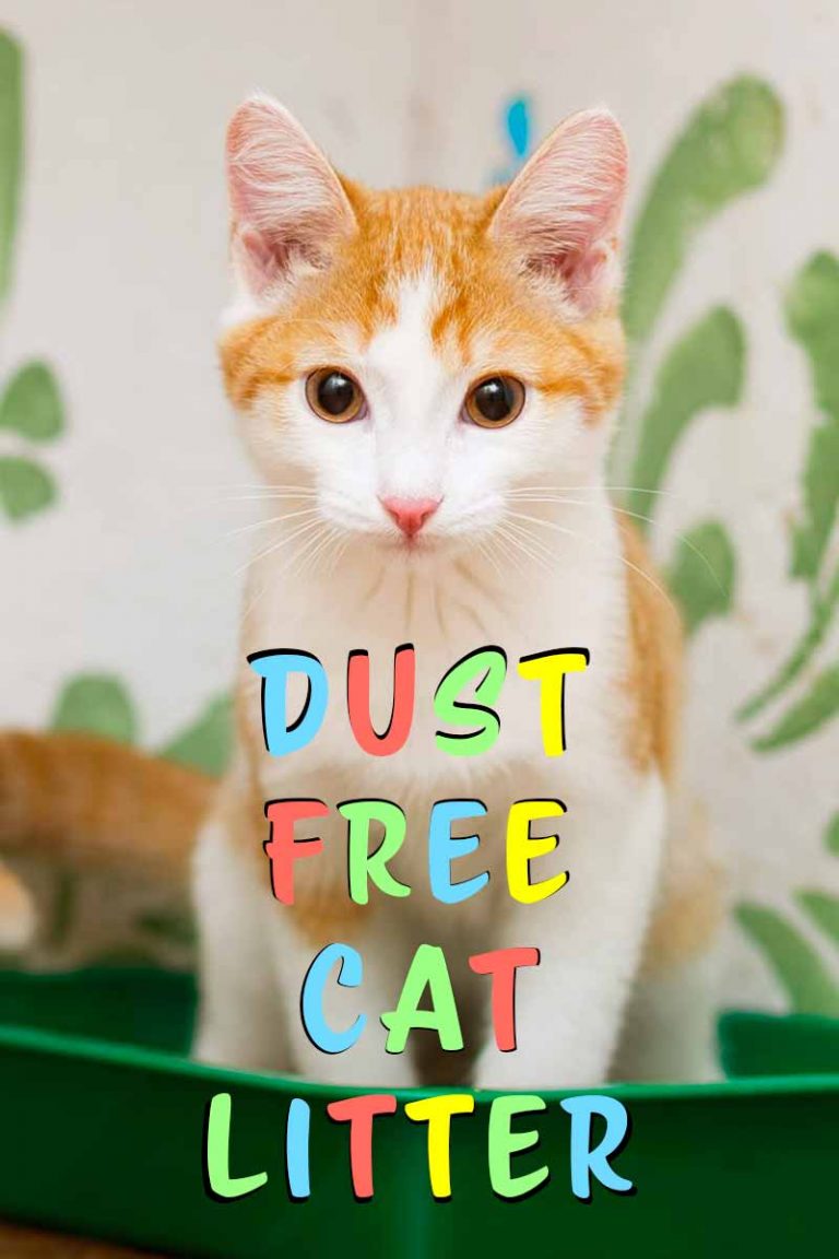 Dust Free Cat Litter Benefits, Reviews, and Controlling The Smell!
