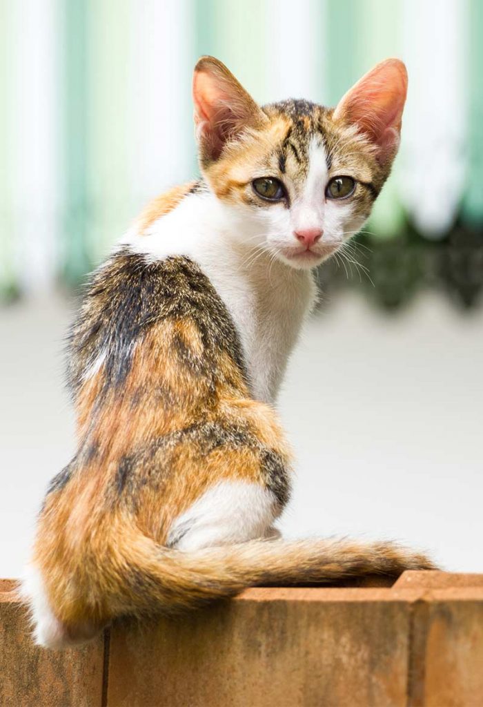 How To Fatten Up A Cat That Needs To Gain Weight