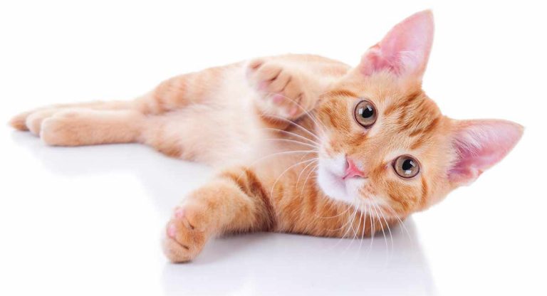 laser pointer for cats