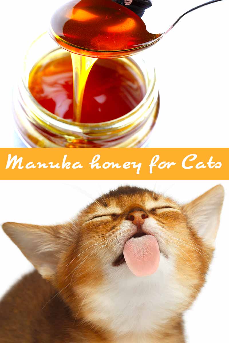 Manuka honey for Cats - Health and feeding advice for your cat.
