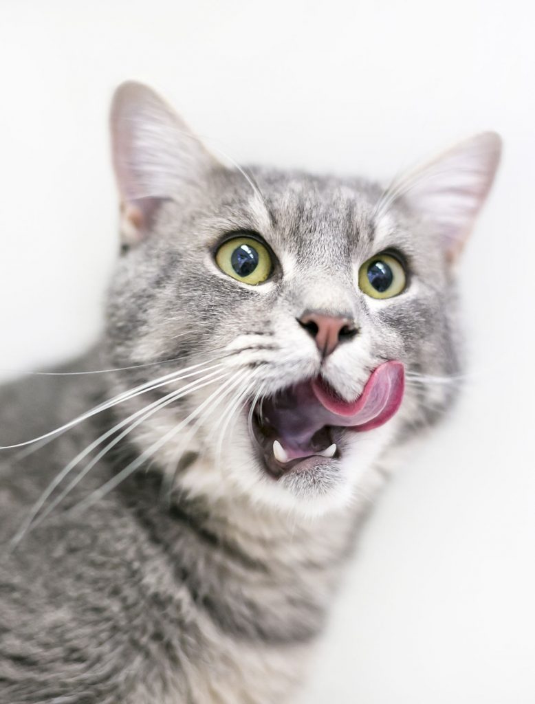 Manuka Honey For Cats Does It Really Work Manuka Honey For Cats Does It Really Work